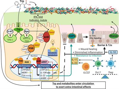 Amino Acid Trp: The Far Out Impacts of Host and Commensal Tryptophan Metabolism